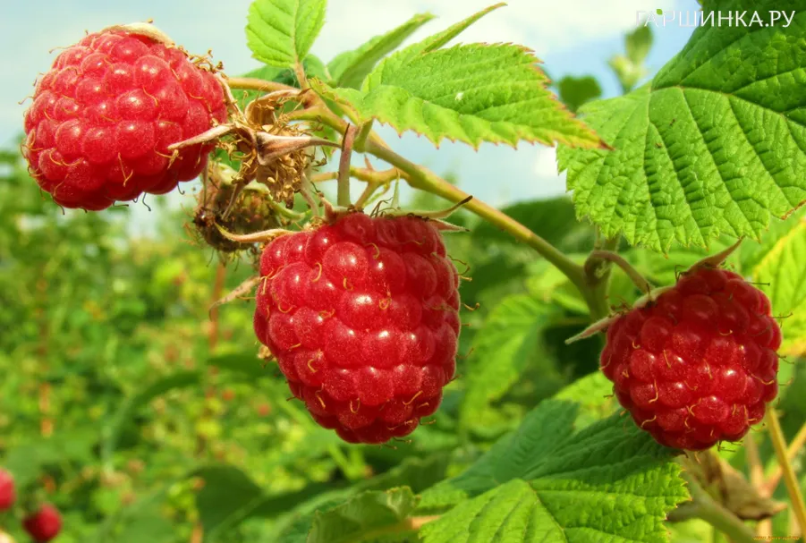 Малина Октавия бесшипная красная